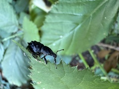 Megalometis spinifer