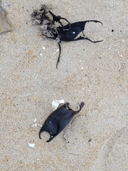 Rostroraja eglanteria