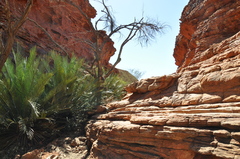 Macrozamia macdonnellii