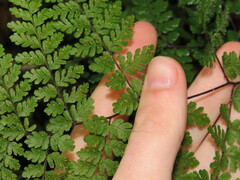 Cheilanthes bergiana