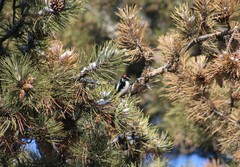 Dryobates pubescens