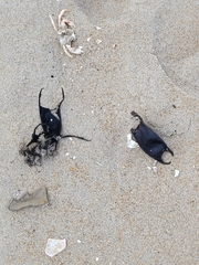 Rostroraja eglanteria