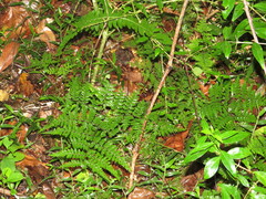 Cheilanthes bergiana