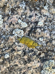 Candelariella rosulans
