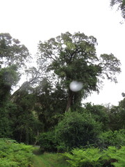 Hibiscus diversifolius diversifolius