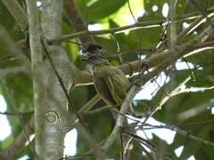 Picumnus olivaceus