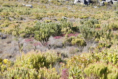 Erica multumbellifera