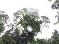 Hibiscus diversifolius diversifolius
