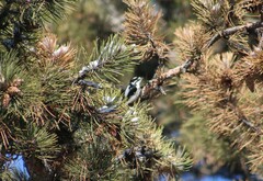 Dryobates pubescens
