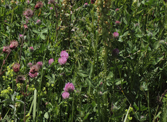 Trifolium pratense pratense