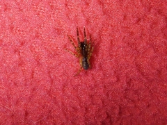 Segestria senoculata