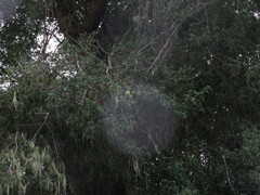 Hibiscus diversifolius diversifolius