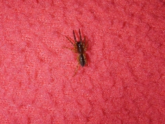 Segestria senoculata
