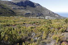 Protea lepidocarpodendron