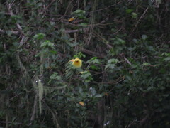 Hibiscus diversifolius diversifolius