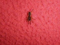 Segestria senoculata