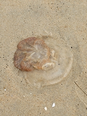 Rhopilema verrilli