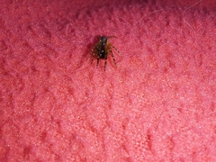 Segestria senoculata