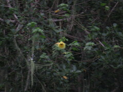 Hibiscus diversifolius diversifolius