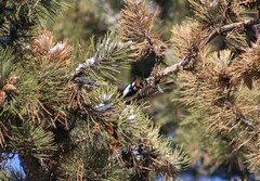 Dryobates pubescens
