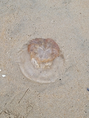 Rhopilema verrilli