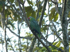 Amazona autumnalis autumnalis