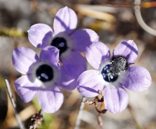 Image of Roella triflora by (c) Tony Rebelo, some rights reserved (CC BY-SA)
