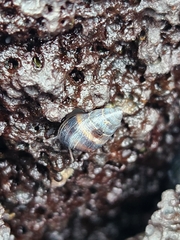 Littorinoidea