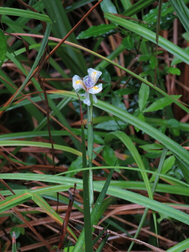 Dietes iridioides