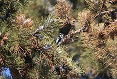 Dryobates pubescens