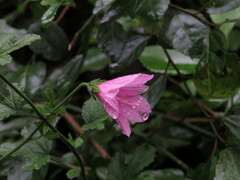 Hibiscus pedunculatus