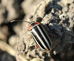 Disonycha uniguttata