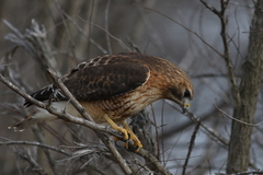 Buteo jamaicensis × lineatus