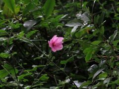 Hibiscus pedunculatus
