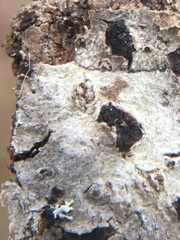 Arthonia radiata