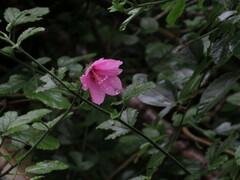 Hibiscus pedunculatus
