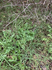 Phacelia congesta