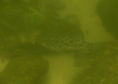 Sphoeroides testudineus