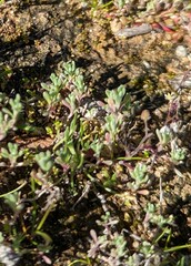 Stylocline gnaphaloides