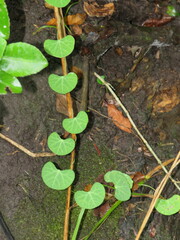 Cissampelos torulosa