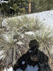 Yucca glauca