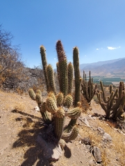 Trichocereus chiloensis
