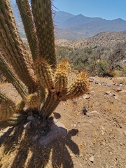 Trichocereus chiloensis