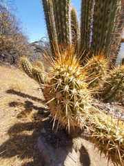 Trichocereus chiloensis