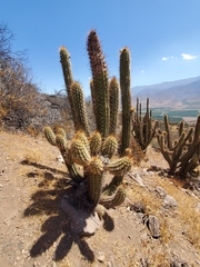 Trichocereus chiloensis