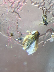 Graminella nigrifrons