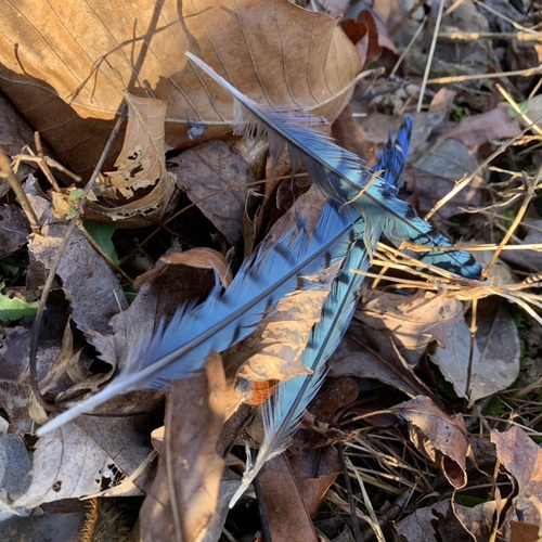 Blue Jay photographed in West Virginia