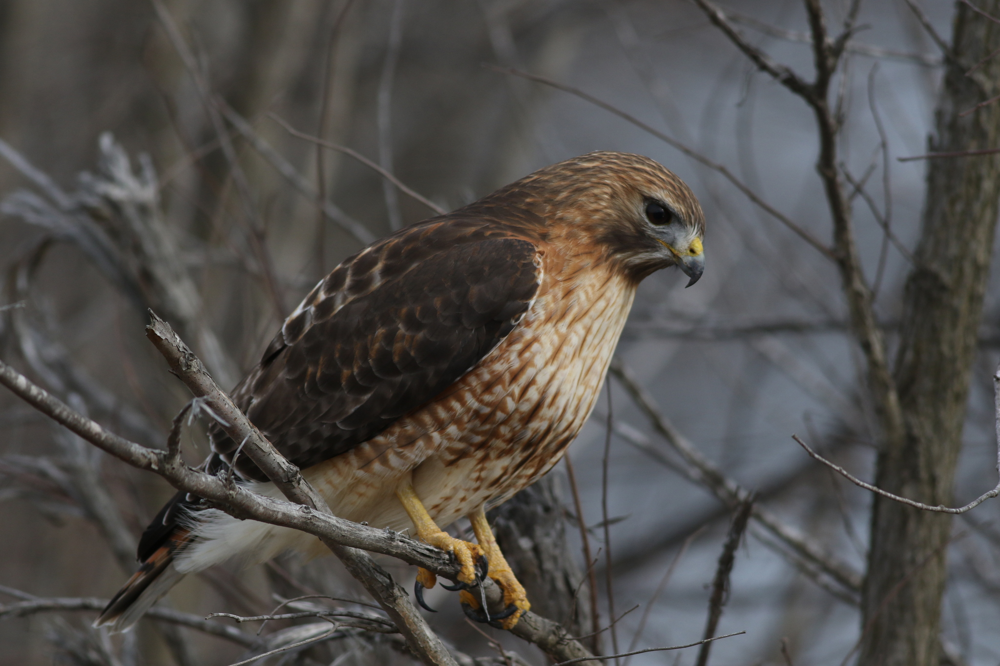 Red-tailed × Red-shouldered Hawk (Hybrid Buteo jamaicensis 