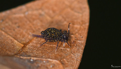 Ptenothrix italica