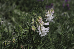 Vicia canescens